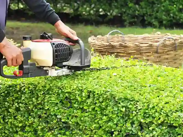Hedge Cutting Norfolk